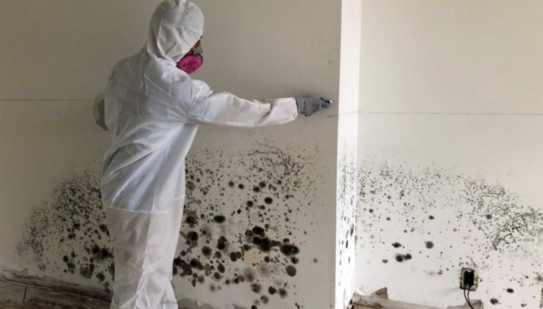 Understanding Black Mold