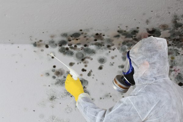 Mold Remediation company