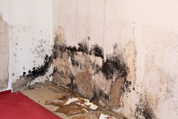 Mold Remediation company